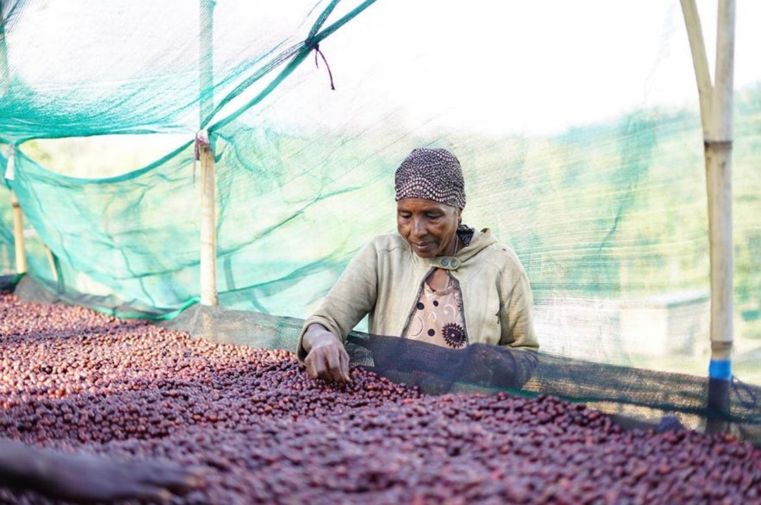 Ethiopia Malawo Boreta Woyo