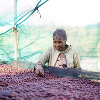 Ethiopia Malawo Boreta Woyo