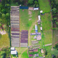 Ethiopia Malawo Boreta Woyo